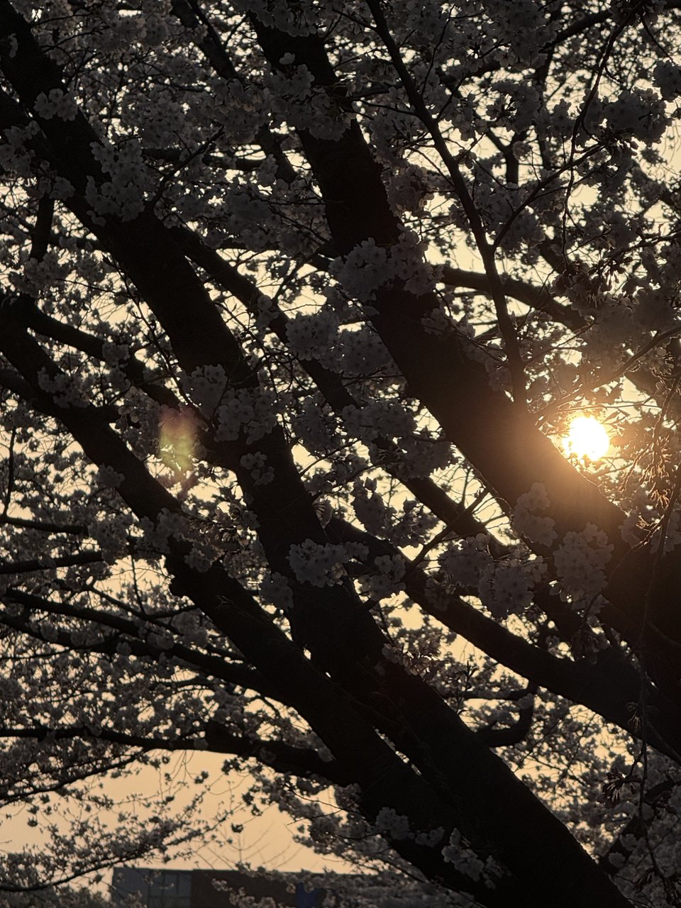 Cherry blossom branches lit from behind by a low sun.
