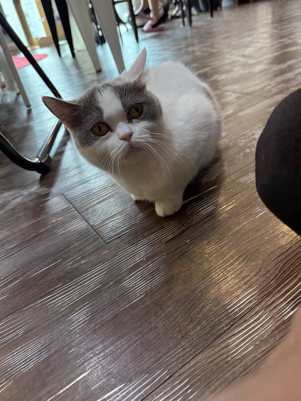 A cat sitting on a tiled floor, looking up at the camera.