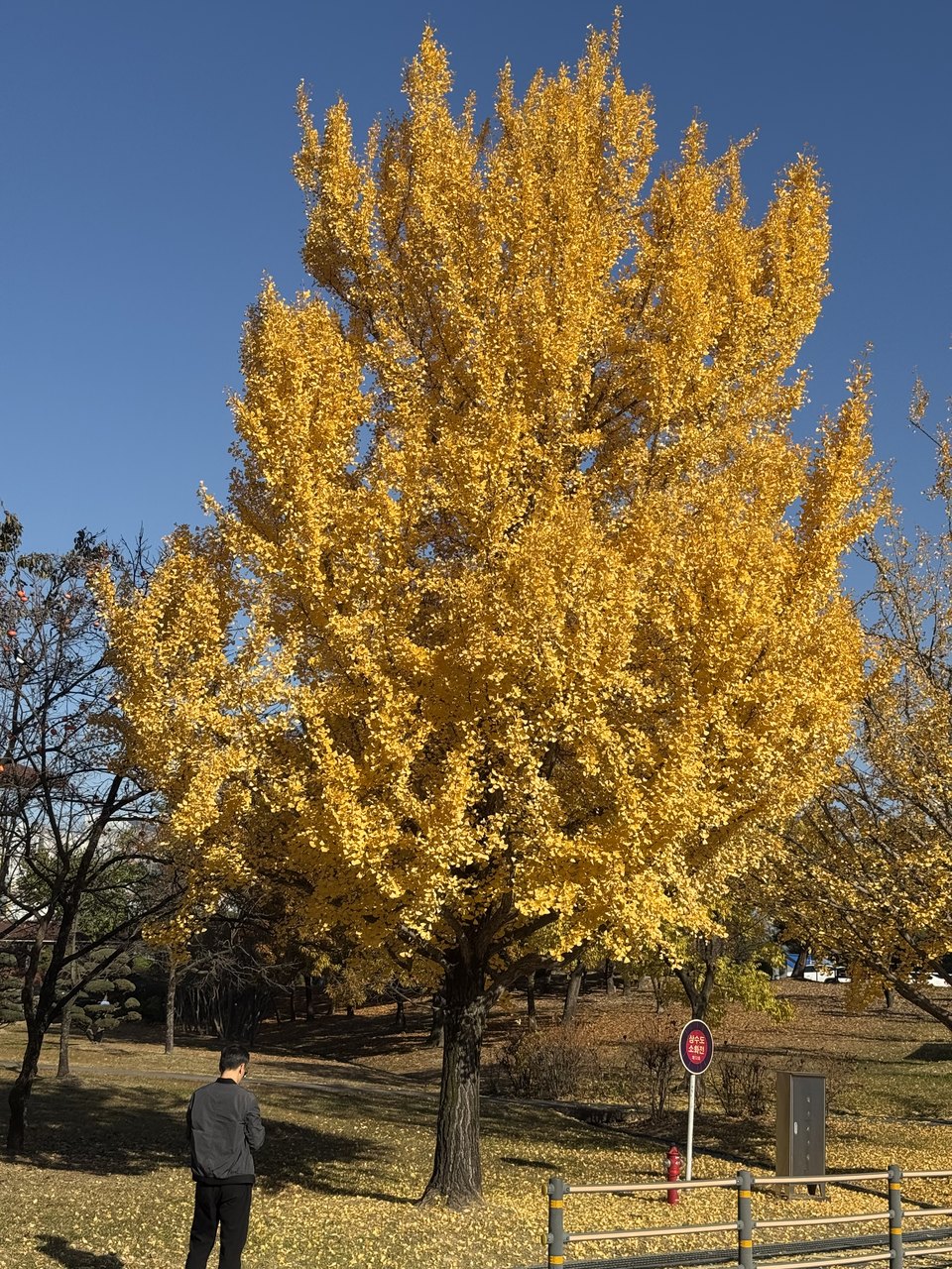 A ginkgo tree in full yellow against a clear blue sky.